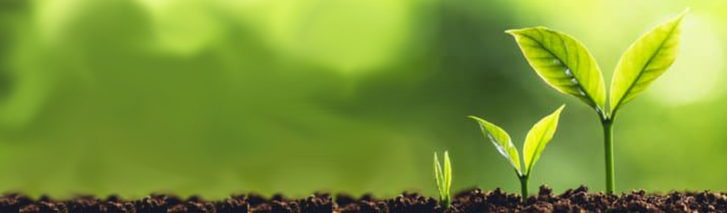 plant growing